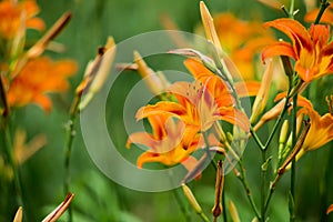 Orange summer day-lily flowers in garden