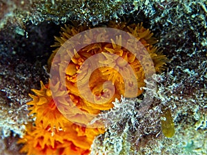 Orange Sun Coral