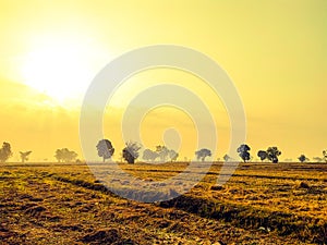 The orange sun rose behind the trees, thick fog covered the meadow. Golden hour morning mist sunrise view beautiful fog morning