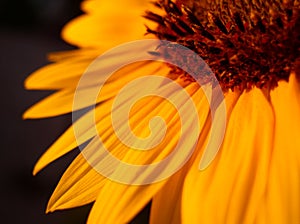 Orange Sunflower