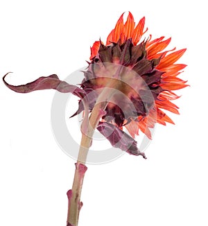 Orange sunflower from behind isolated on white