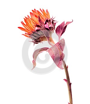 Orange sunflower from behind isolated on white