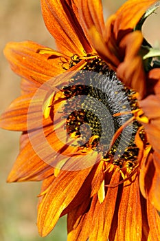 Orange sunflower