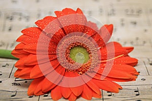 Orange Sunflower with Green Center With Water Droplets on the Top Petals Resting on Sheet Music