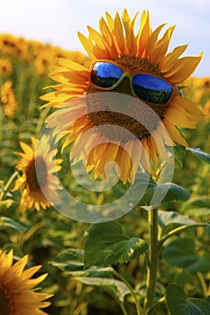 Orange sunflower with a smile in yellow sunglasses with blue glasses in a field of sunflowers