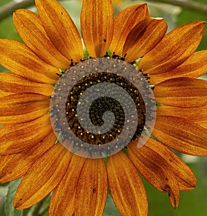 Orange Sunflowers Closeup