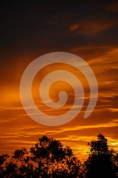 Orange sunrise with trees.