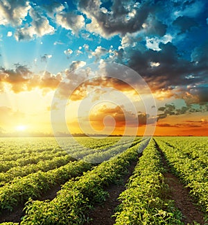 Orange sunset in dramatic sky over green field with tomat