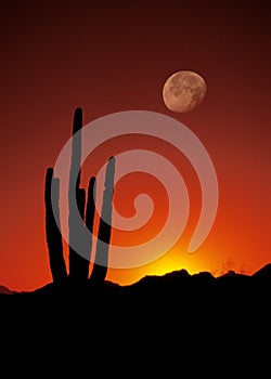 Orange Sunset Full Moon over Saguaro Cactus
