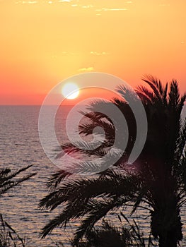 Orange Sunset glow with palm trees