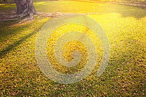 Orange sunset on a grassy field with lens flare