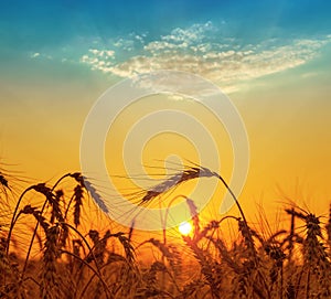 Orange sunset over field with harvest