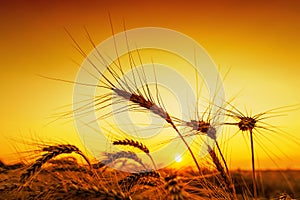 Orange sunset over harvest field