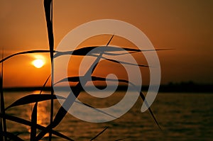 Orange sunset over water, the silhouette of the leaves of coastal grass and sun track background image