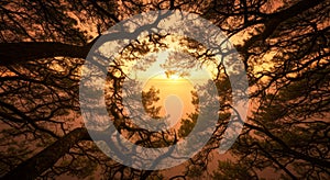 Orange Sunset Silhouette Through Tree Branches