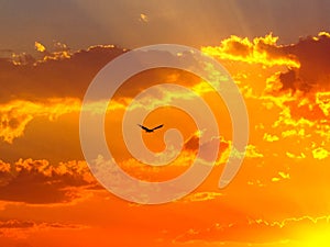 Orange sunset sky with clouds and raptor