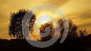 Sunset and orange clouds over trees