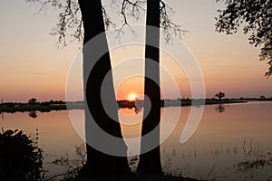 Orange sunset between two trees on the Okanvango River, with the reflection in the water. Location: Caprivi Strip, Namibia, Africa