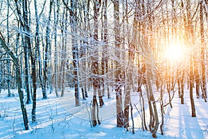 Orange sunset in winter forest