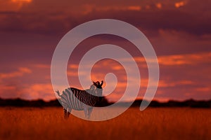 Orange sunset with zebra. Wild animal on the green meadow during sunset. Wildlife nature, beautiful evening light. Zebra with blue photo