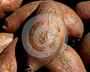 Orange Sweet Potatoes at Farmer`s market