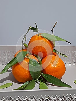 Orange swet leaf tree photo