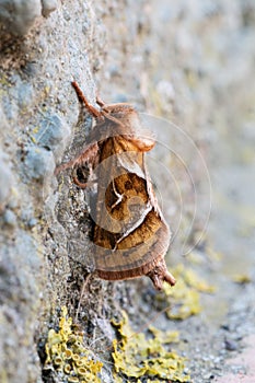Orange swift moth Triodia sylvina.