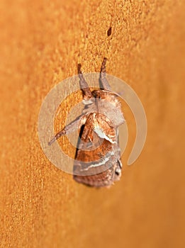 Triodia sylvina orange swift moth on wall