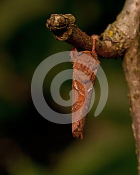 Orange Swift, Triodia sylvina