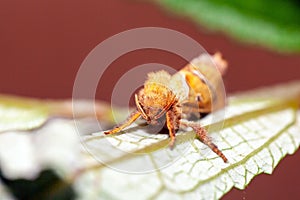 Orange swift, Triodia sylvina