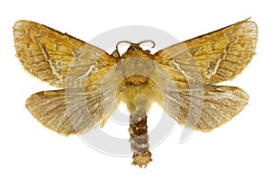 Orange swift on white Background