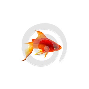 Orange Sword-tail Fish Isolated on White Background