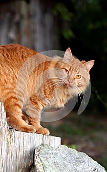 Orange Tabby