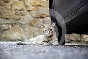 Orange tabby cat