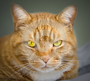 Orange tabby cat