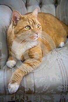 Orange tabby cat