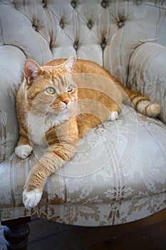 Orange tabby cat