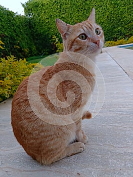 Orange Tabby Cat on Alert to a bird photo