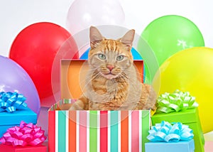 Orange tabby cat in a birthday present, surprise party