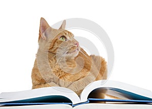 Orange tabby cat on book looking up to viewers right