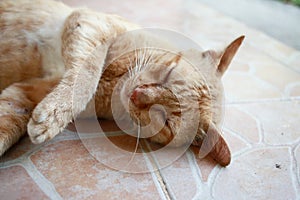 An orange tabby cat is so cute