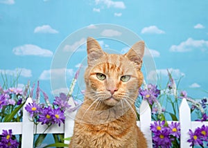 Orange tabby cat glaring at viewer, backyard fence with flowers