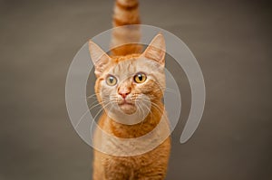 Orange Tabby cat on gray background