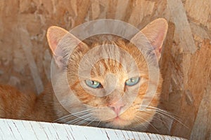 Orange tabby cat with green eyes and matching tan background