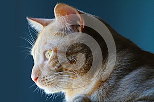 Orange Tabby Cat Head Close-up Profile - Felis Catus