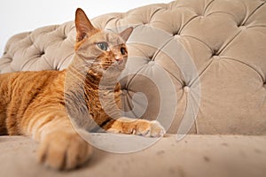 Orange tabby cat laying on catnip with out stretched paw