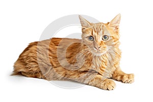 Orange Tabby Cat Laying Side on White