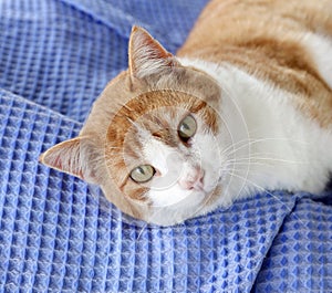 Orange tabby cat laying on textured blue background