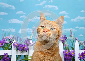 Orange tabby cat looking quizzically up to viewers left in backyard garden