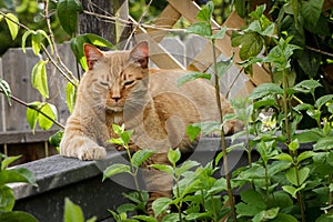 Orange tabby cat lounging on a railing among shrubs